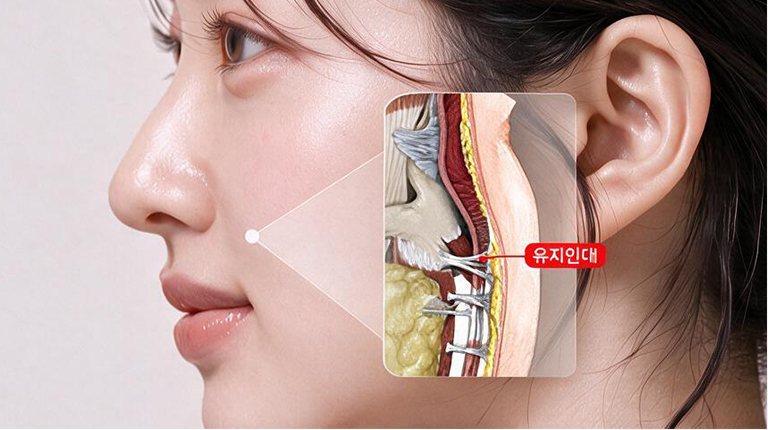 여성 옆얼굴과 볼 속 단면 확대 — 유지인대 표시